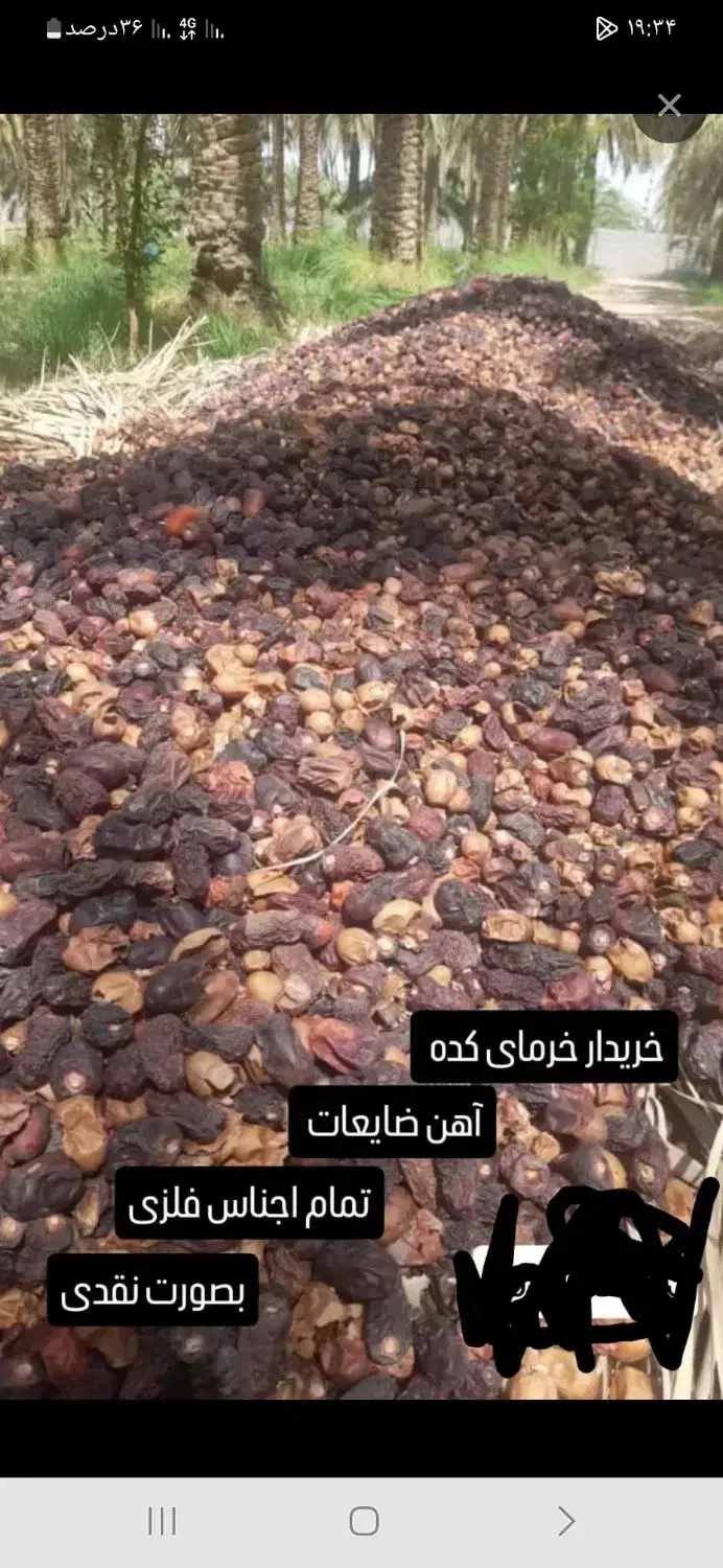 خرما کده|خوردنی و آشامیدنی|بم, |دیوار