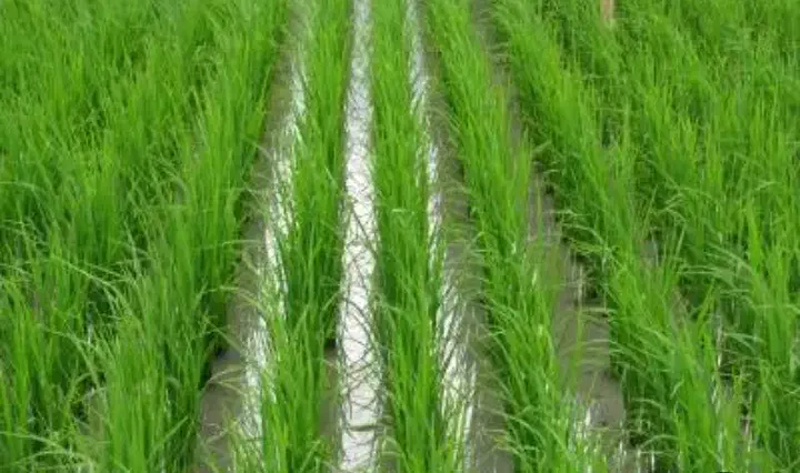 برنج طارم شیروان|خوردنی و آشامیدنی|سیروان, |دیوار