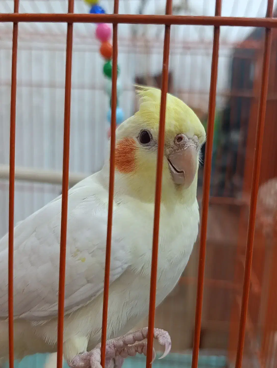 ۲عدد عروس هلندی|پرنده|رشت, فرزانه|دیوار