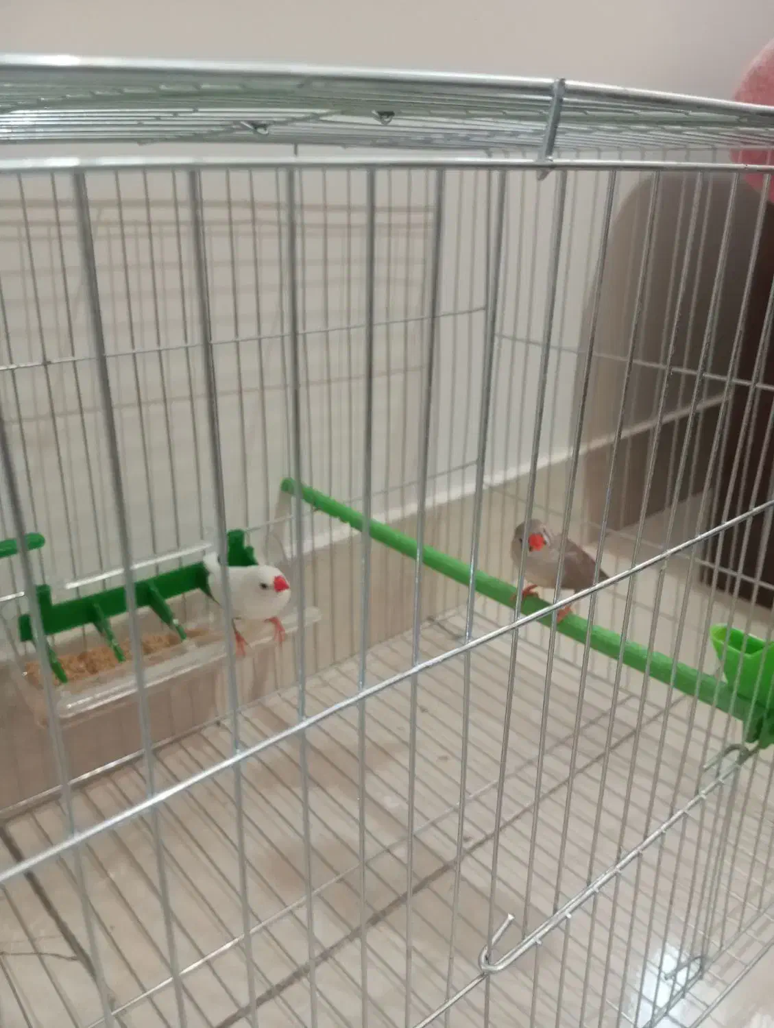 یک جفت فنچ نر و ماده به همراه قفس|پرنده|تهران, حافظیه|دیوار