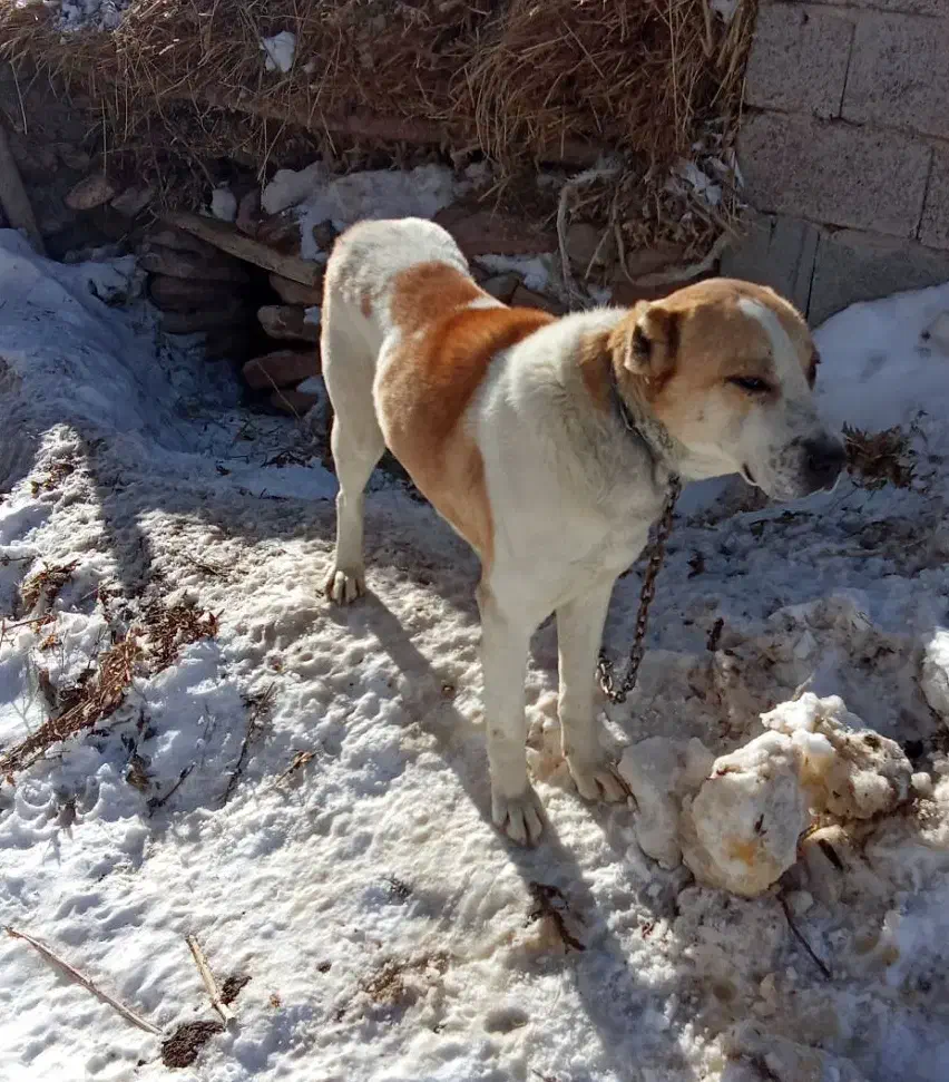 سگ محافظ|سگ|بستان آباد, |دیوار