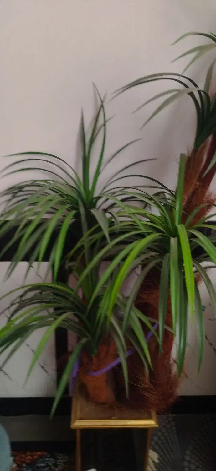 نخل مصنوعی شیک|گل مصنوعی|تربت جام, معدآباد|دیوار