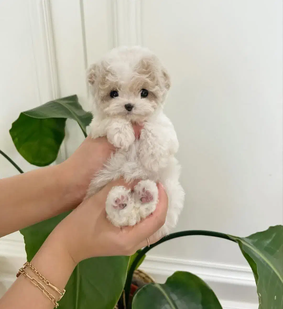 پوشیدل خانگی|سگ|تهران, مرزداران|دیوار