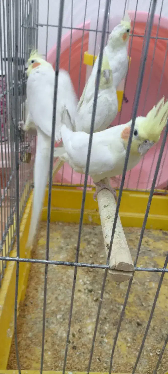 معاوضه با قناری|پرنده|بهبهان, |دیوار