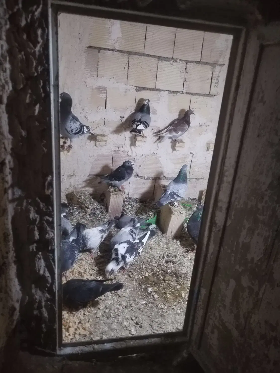 کفتر پرشی|پرنده|چناران, |دیوار