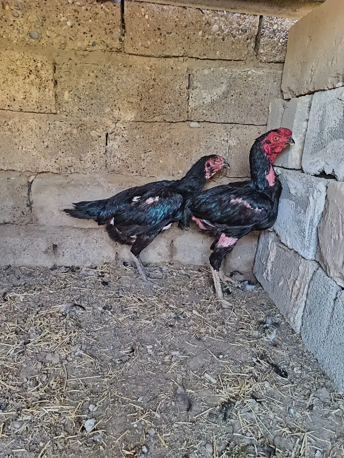 مرغ و خروس لاری اصیل|حیوانات مزرعه|گتوند, |دیوار