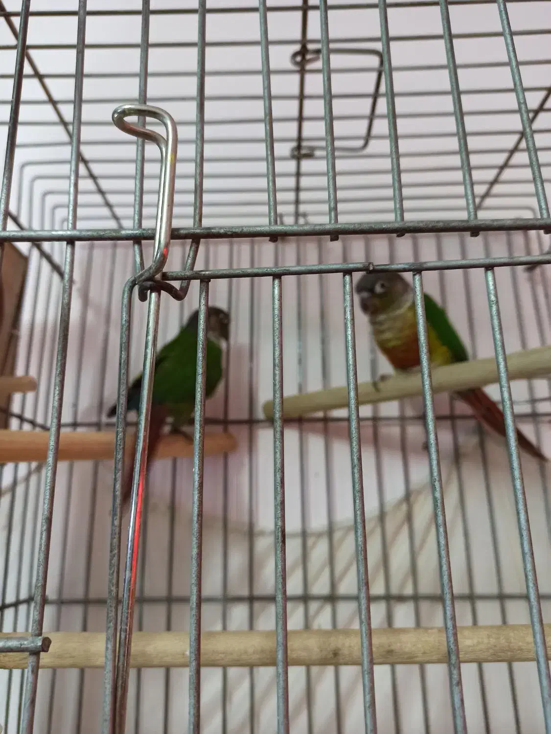 طوطی مولد و نژاددار گرینچیک وعروس هلندی آلبینو|پرنده|سقز, |دیوار