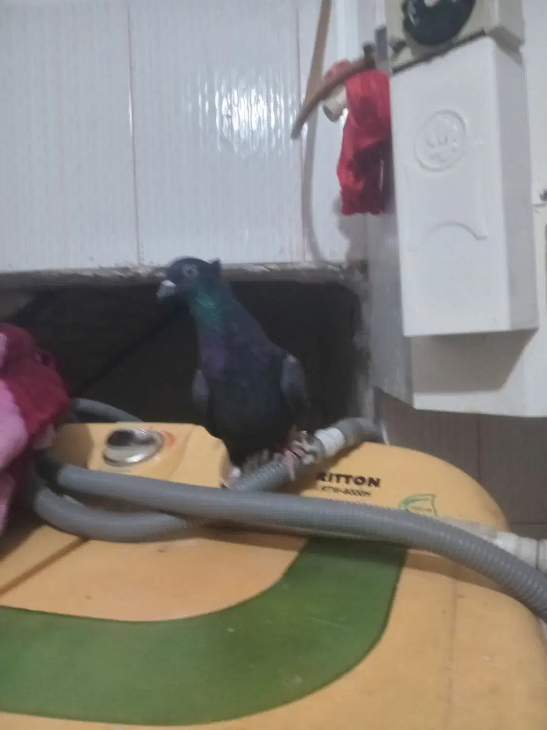 زاغ دم سفید صید|پرنده|چناران, |دیوار