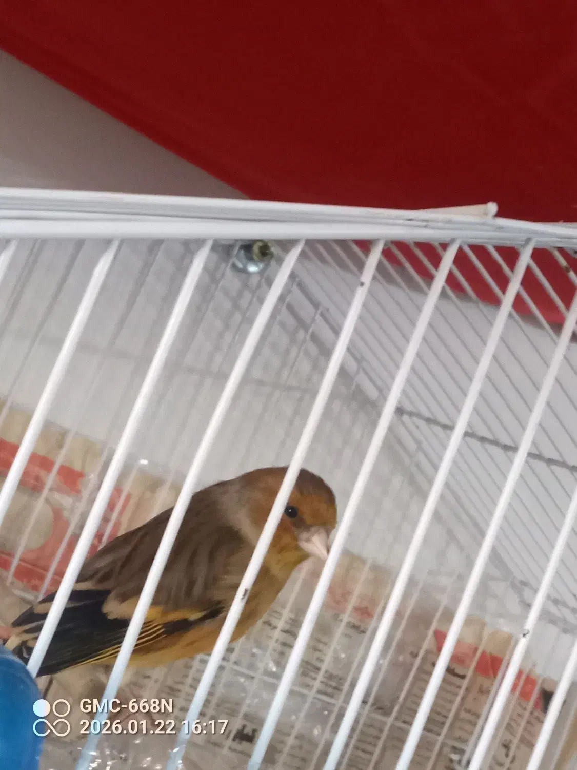 سره قناری|پرنده|بومهن, |دیوار