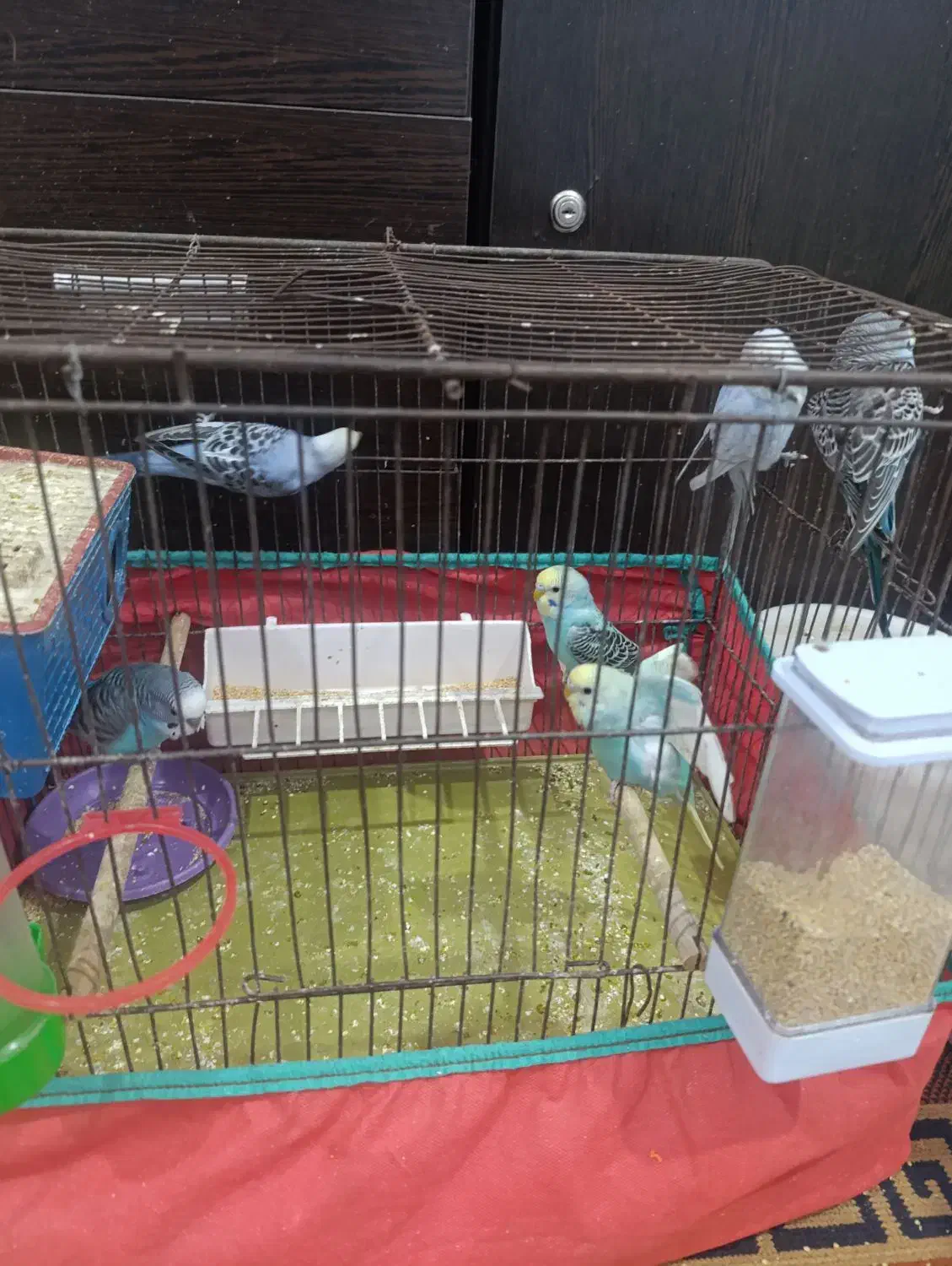 عروس هلندی|پرنده|خرمشهر, |دیوار