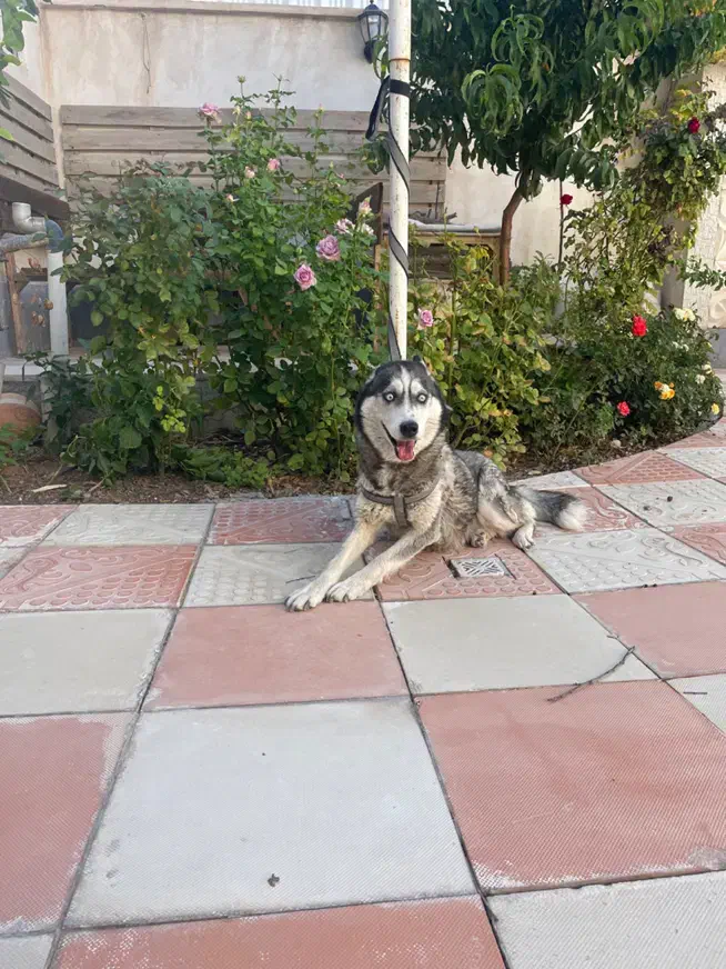 هاسکی اصیل ماده چشم ابی ۴ماهه|سگ|قوچان, |دیوار