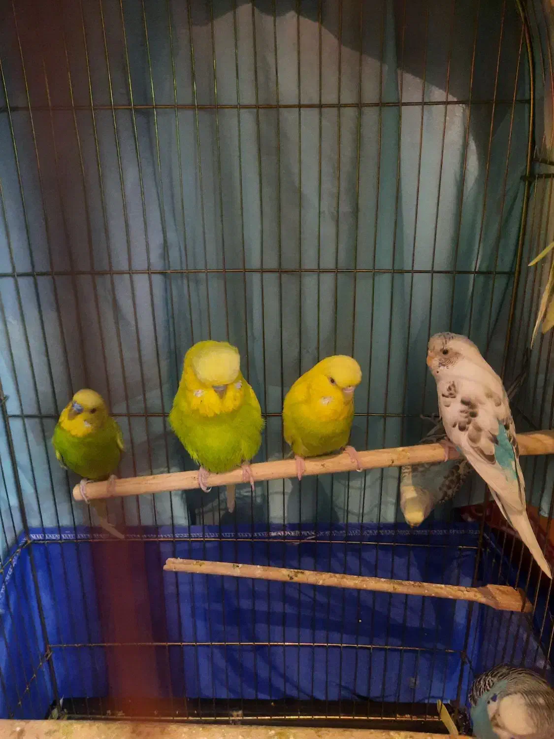 مرغ عشق|پرنده|تهران, مسعودیه|دیوار