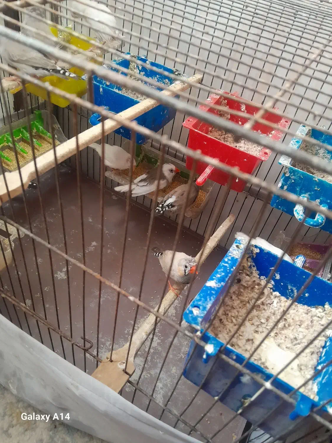 پرنده فنچ|پرنده|ری, علایین|دیوار