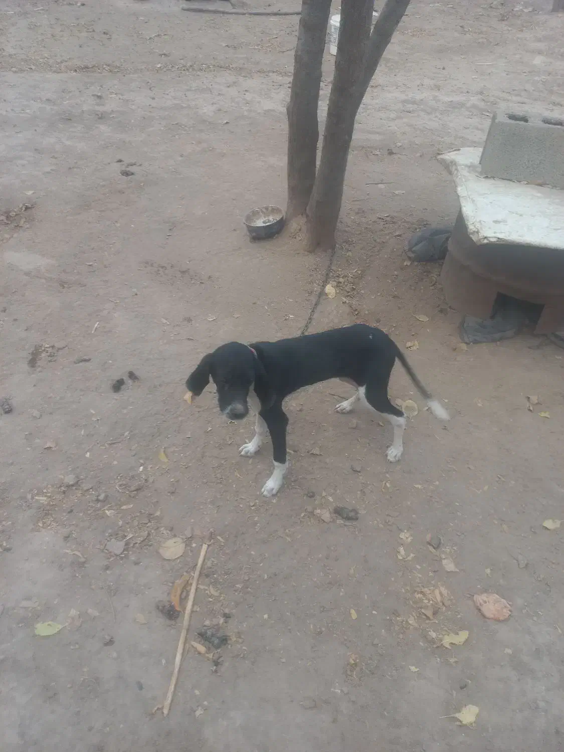 توله میکس|سگ|گلی داغ, |دیوار