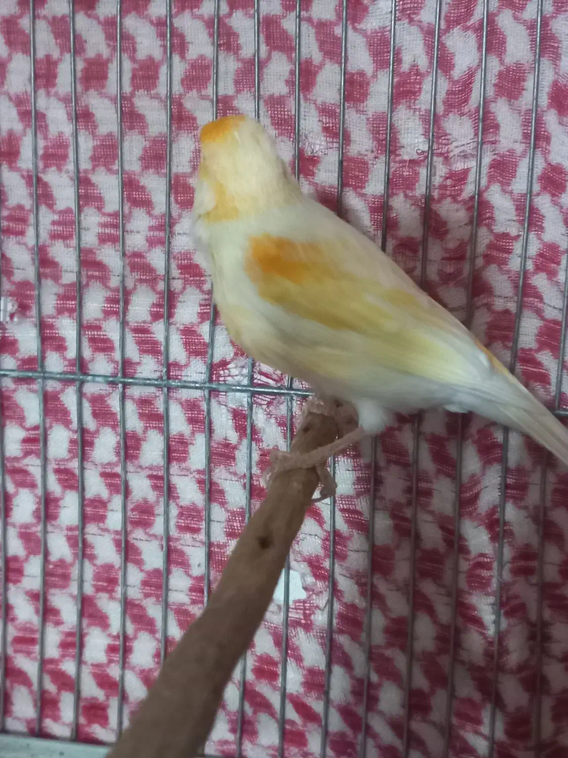 قناری نر|پرنده|نهاوند, |دیوار