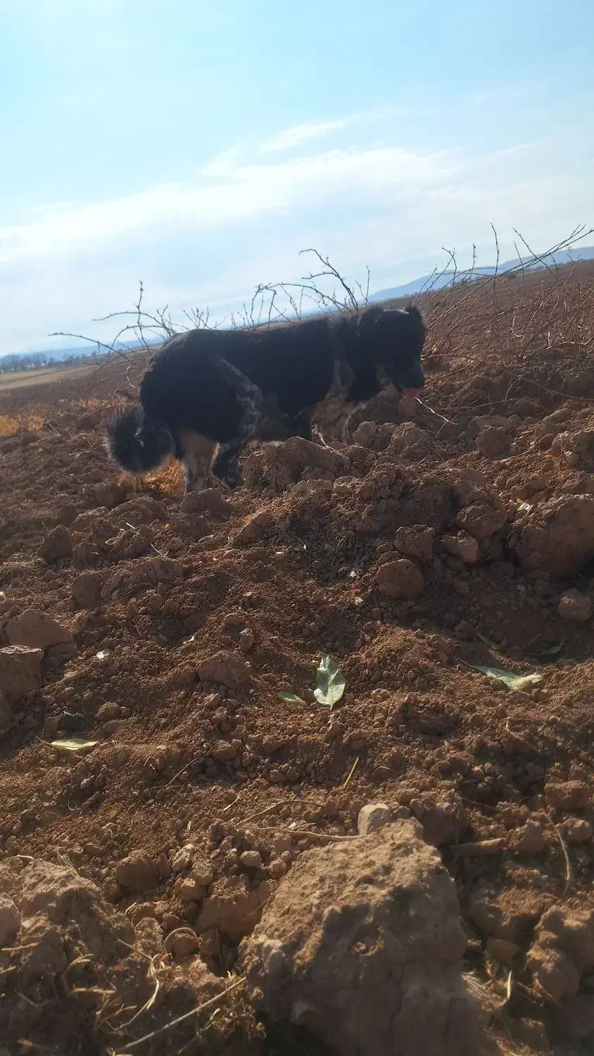 سگ قدرجونی|سگ|کبودرآهنگ, |دیوار