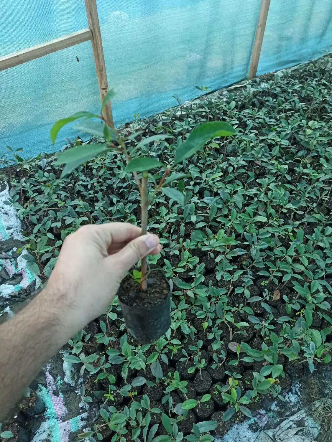 فوتونیا نایلکسی نشایی درجه یک|گل و گیاه طبیعی|کلاچای, |دیوار