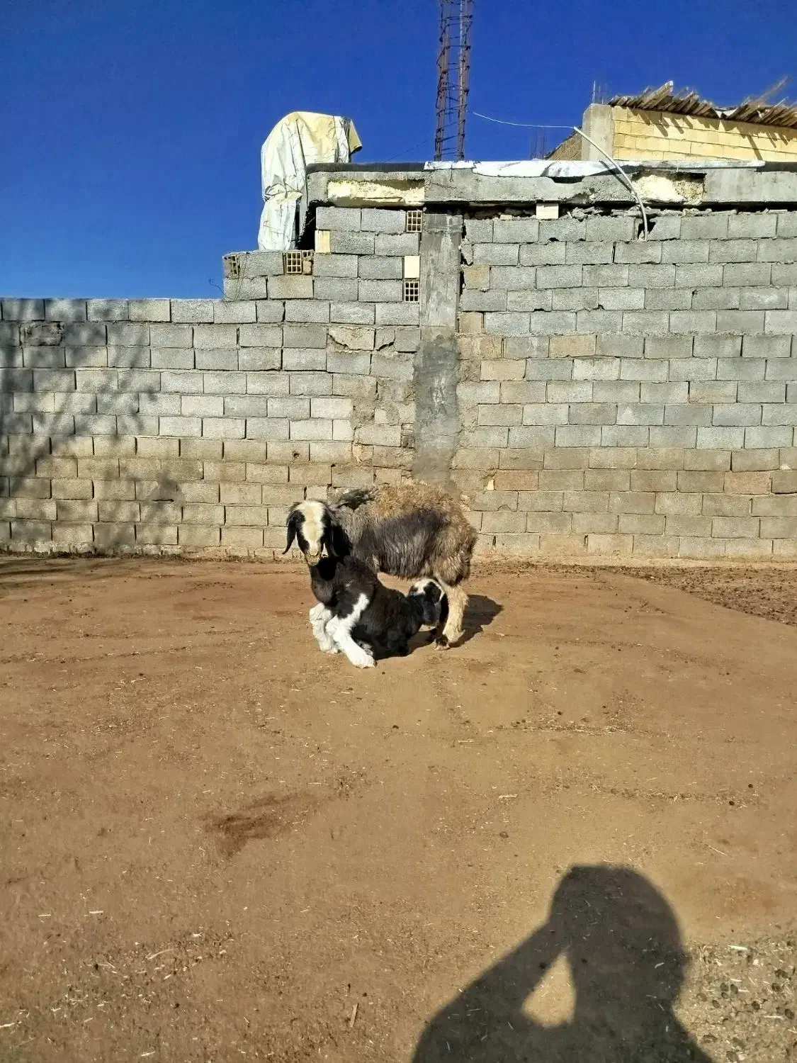 شیشک میش|حیوانات مزرعه|لاران, |دیوار