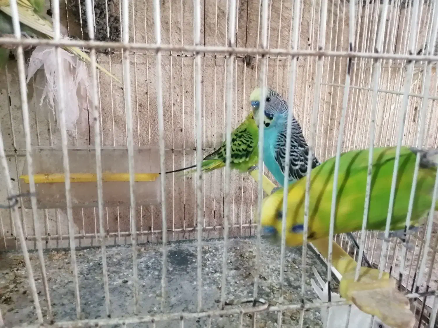 کوتوله مرغ عشق فنچ|پرنده|گلبهار, شهر جدید گلبهار|دیوار