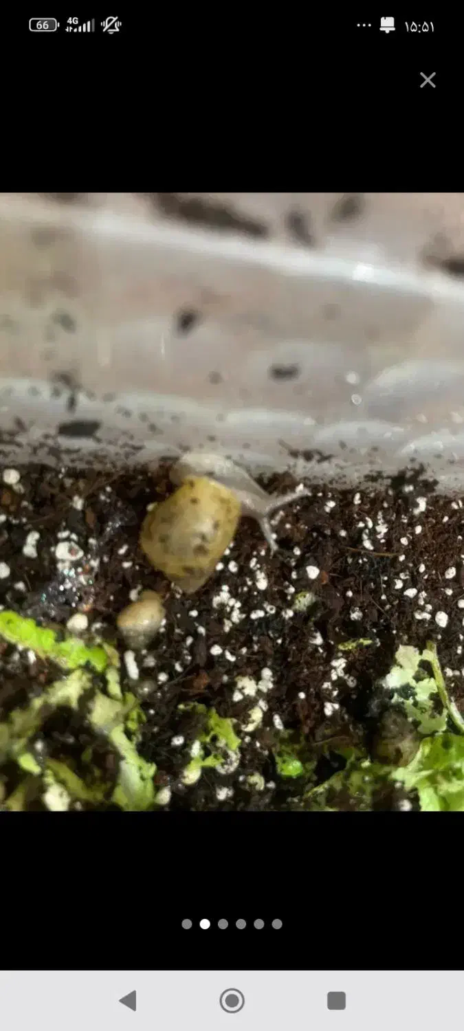 حلزون|خزنده|بوشهر, |دیوار