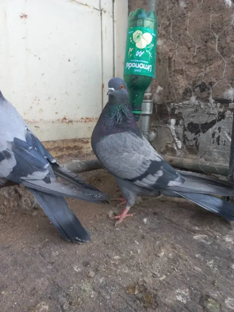 نروماده سبزکاشونی،حسابی بشرط|پرنده|برخوار, |دیوار