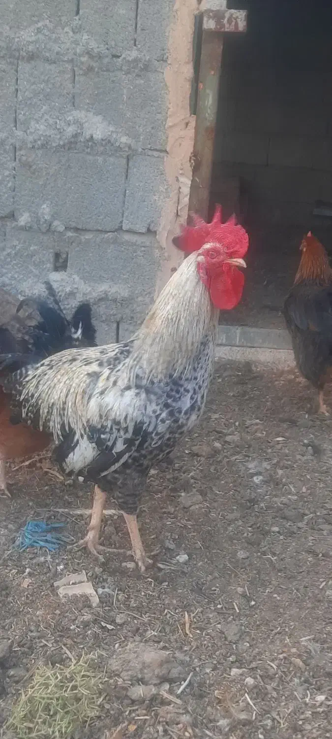 خروس جوان|حیوانات مزرعه|بندر گناوه, |دیوار