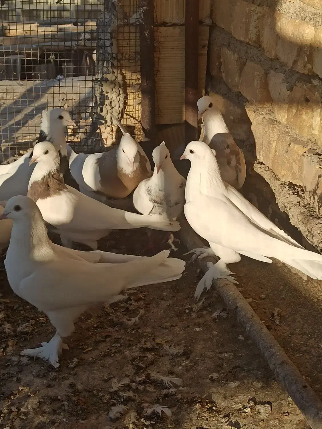 کبوتر پتیوال یا ترکیه ای|پرنده|ابریشم, |دیوار