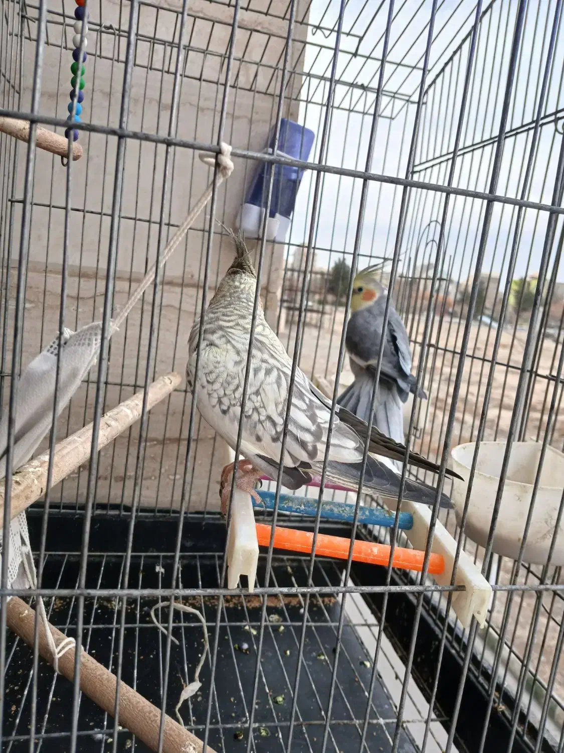 پرنده|پرنده|رباط‌کریم, رباط‌کریم|دیوار