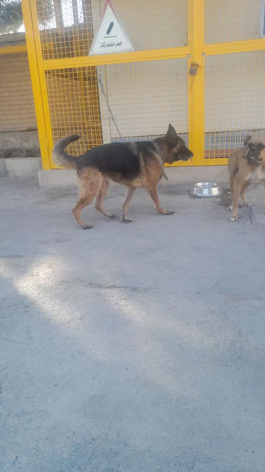 سگ ژرمن اصل حرف گوش کن  مهربان|سگ|خسروشاه, |دیوار