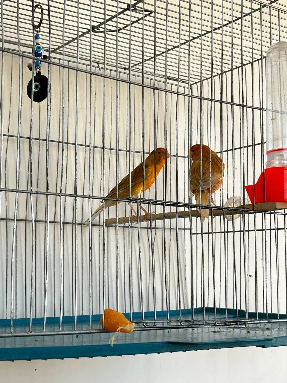 فروش قناری های پرورشگاه|پرنده|قیدار, |دیوار