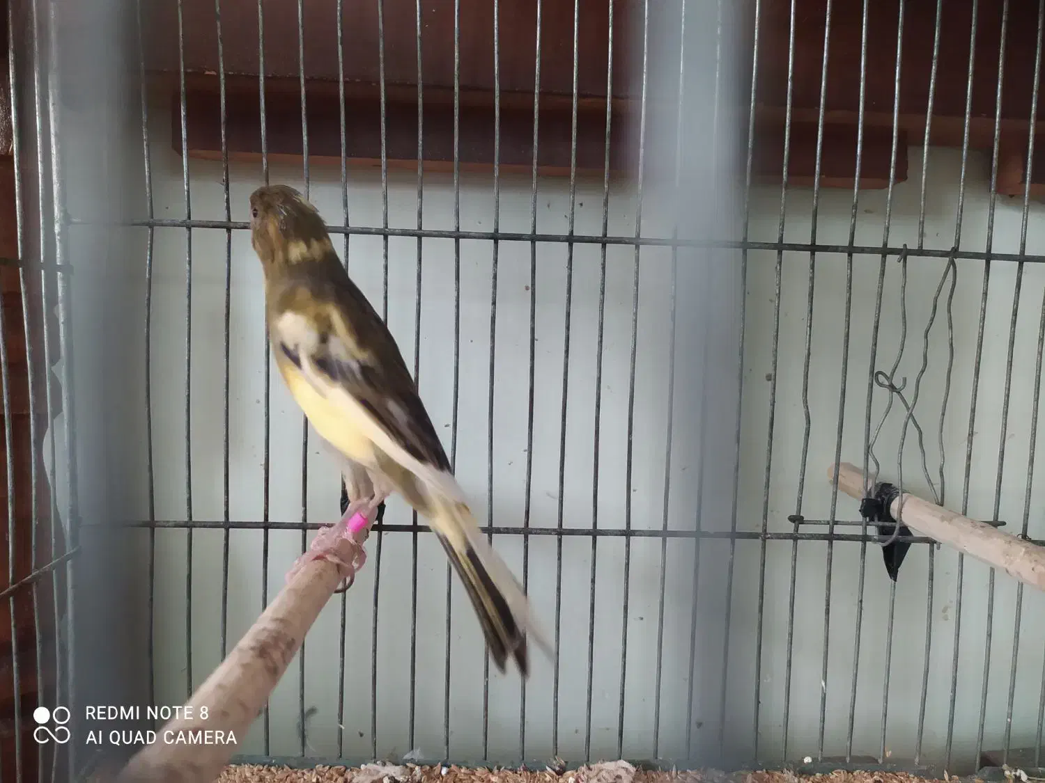 دو جفت قناری خوش رخ آماده|پرنده|کرج, کوی کارمندان شمالی|دیوار