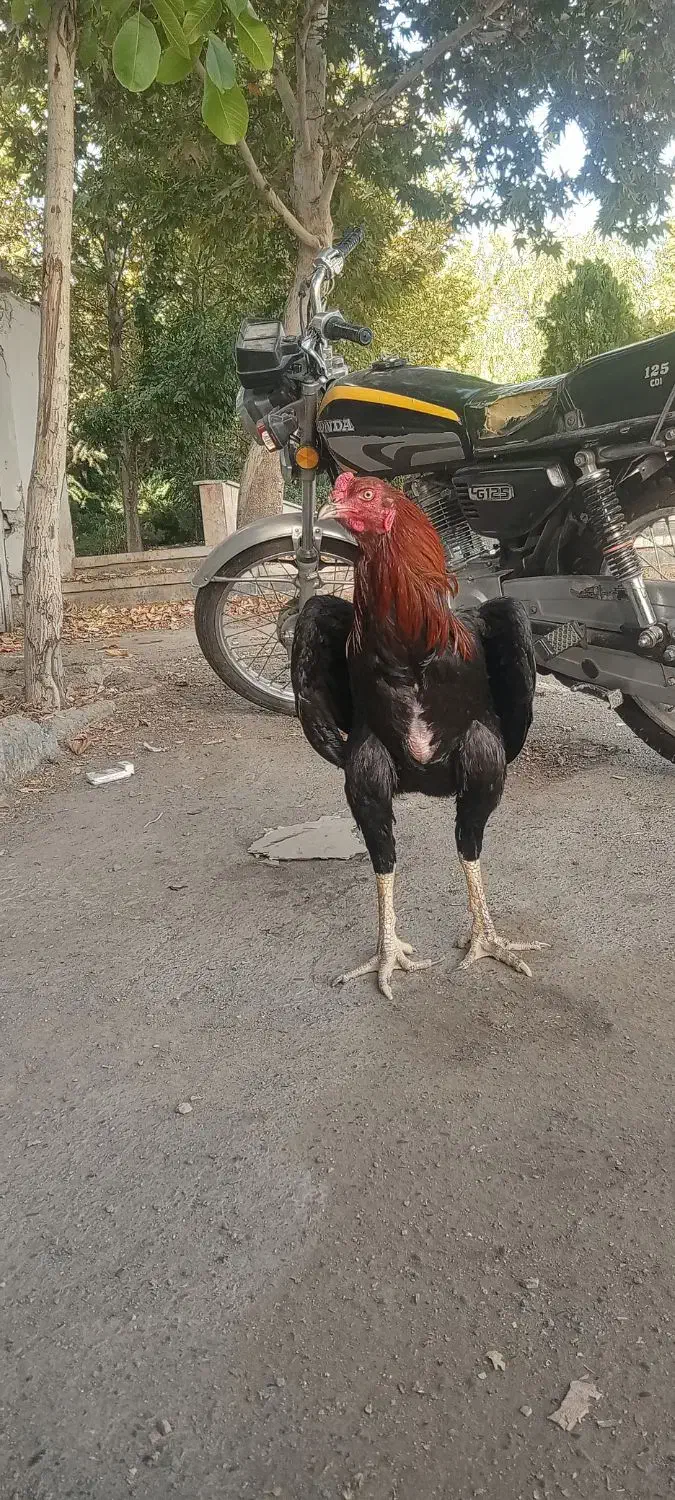 تخم مرغ لاری نطفه دار نسل خوب|حیوانات مزرعه|کرج, حسن آباد|دیوار