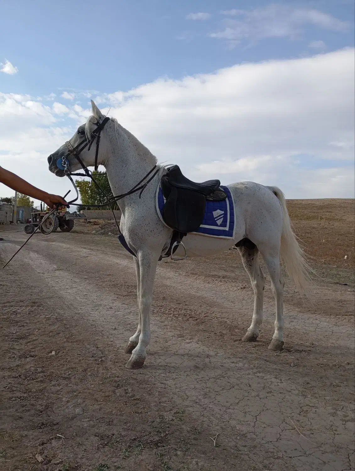 اسب نره شش ساله|اسب و تجهیزات اسب‌سواری|ورزقان, |دیوار