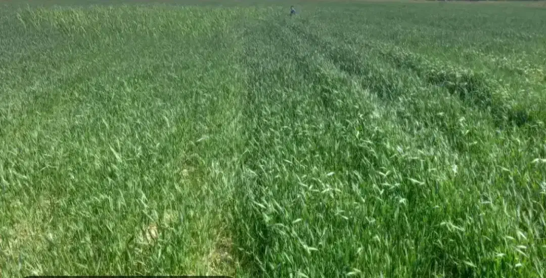 زمین زراعی دیم (اجاره)|اجارهٔ دفتر صنعتی، کشاورزی، تجاری|قشلاق دشت, |دیوار