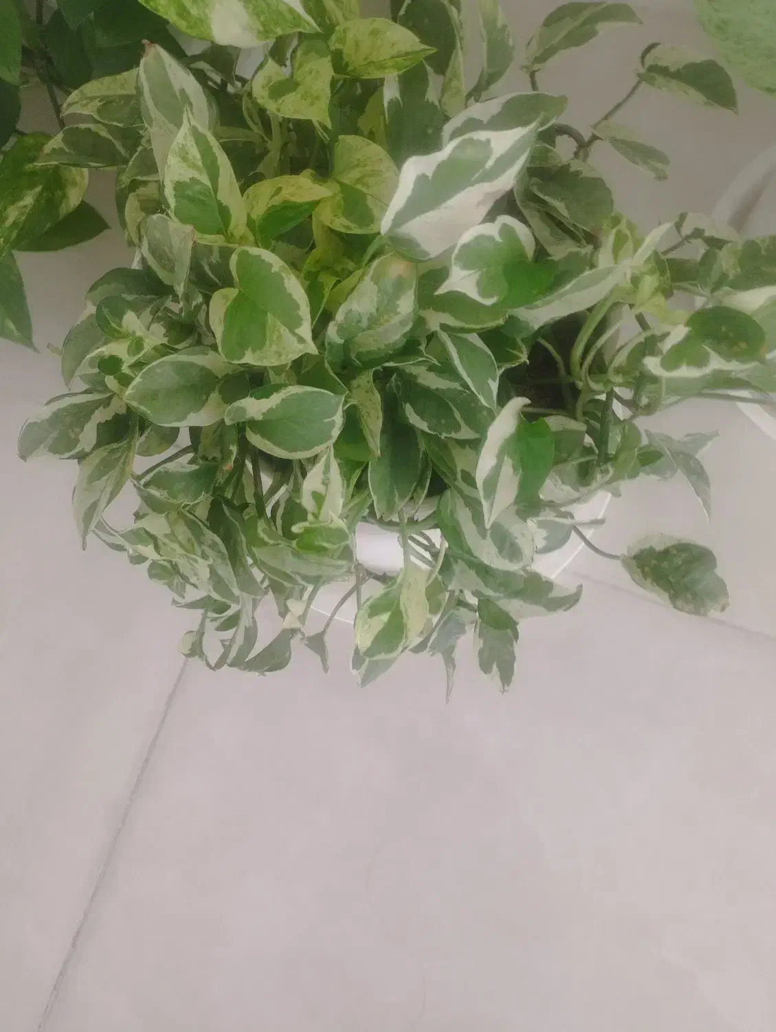 گل طبیعی|گل و گیاه طبیعی|صحنه, |دیوار