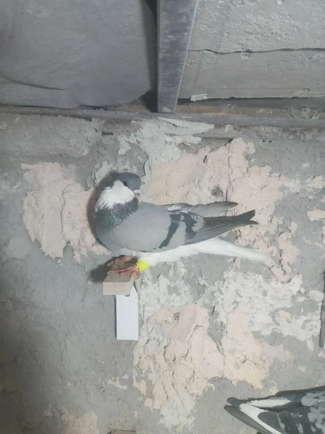 دوتا ماده امری فروشی|پرنده|رفسنجان, |دیوار