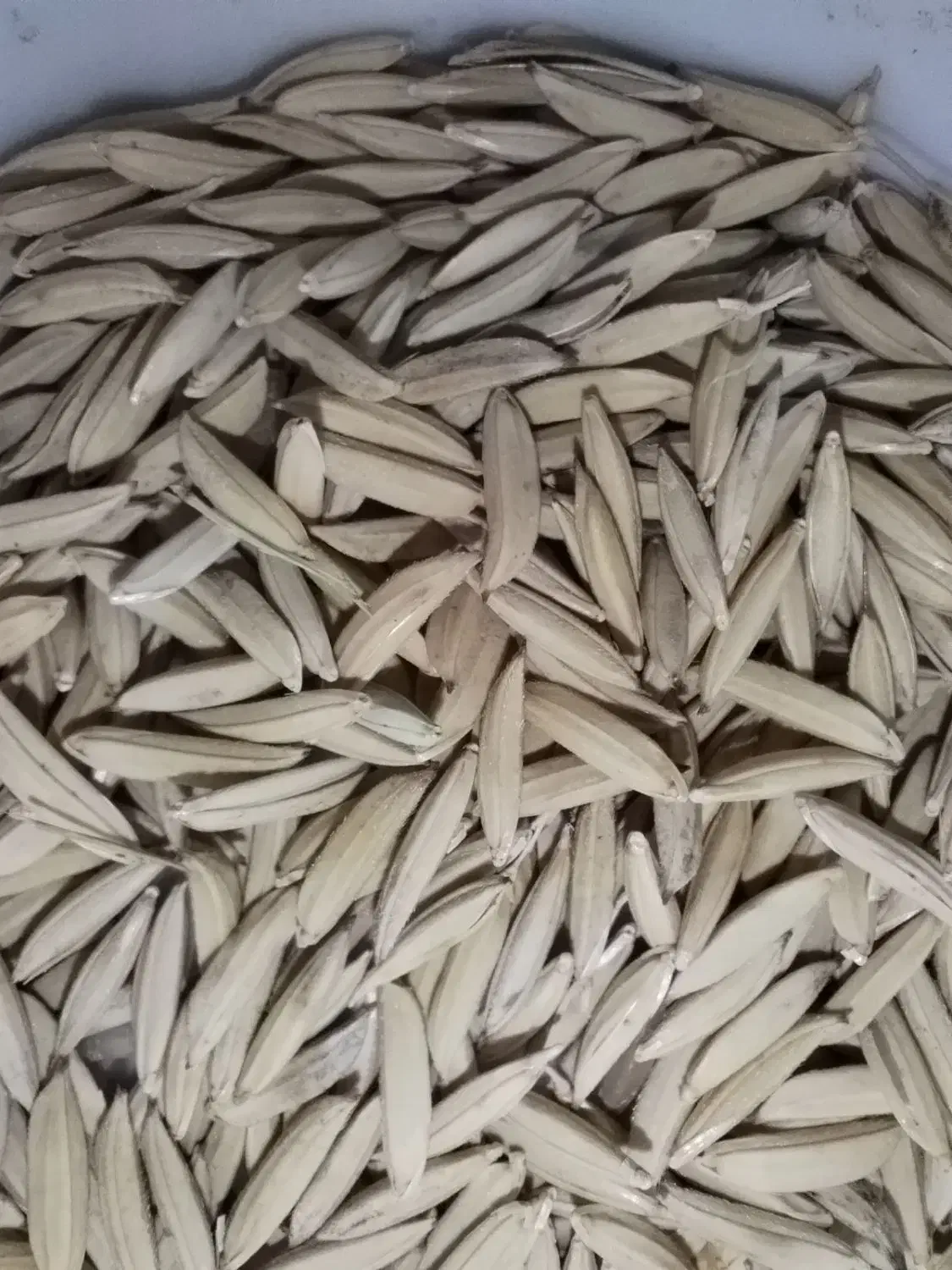 شالی دمسیاه آفتاب خشک|خوردنی و آشامیدنی|گنبد کاووس, |دیوار