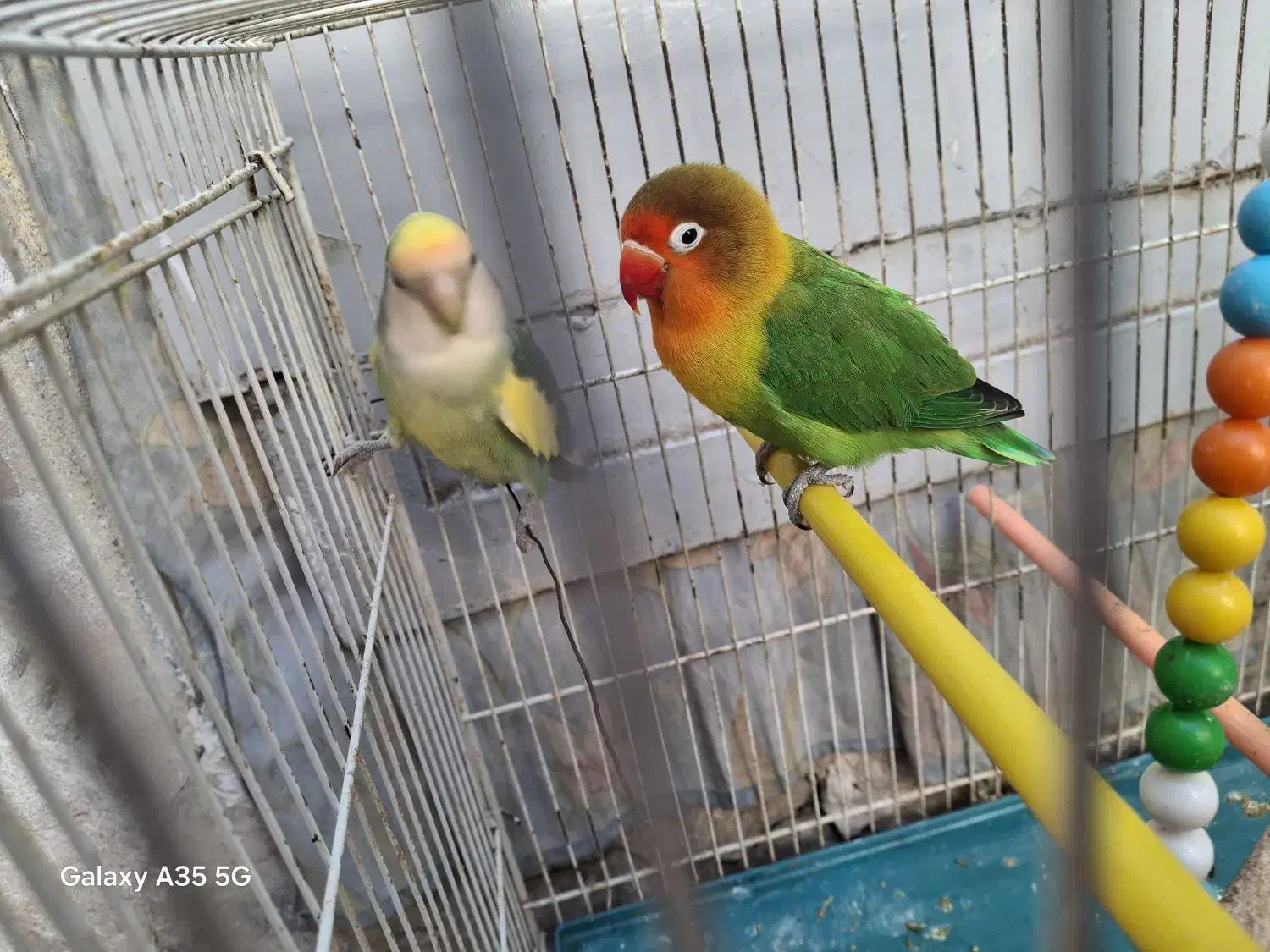 کوتوله|پرنده|مشهد, دریادل|دیوار