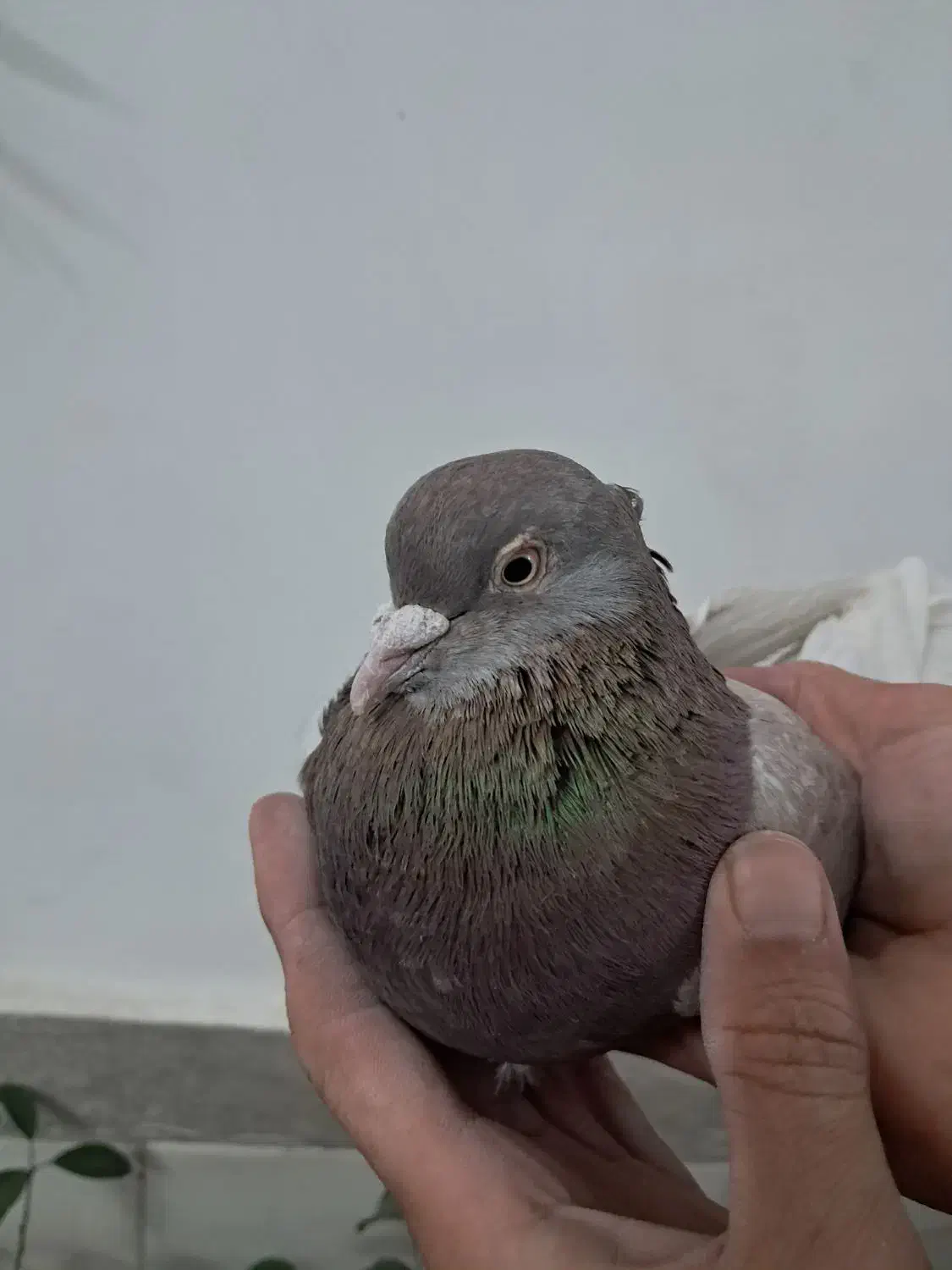 کبوتر کفتر|پرنده|هشتگرد, گلسار|دیوار