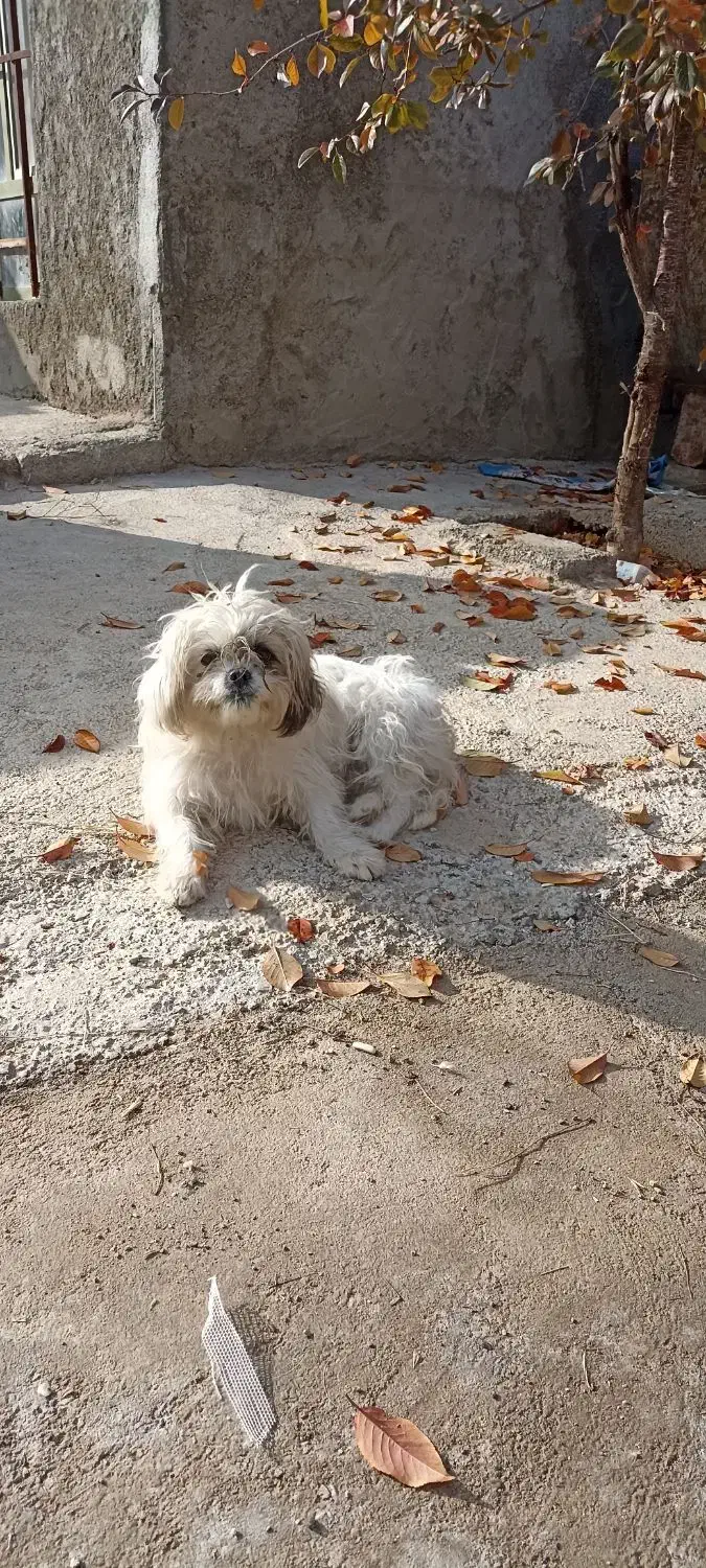 سگ شیتزو|سگ|شاهین دژ, |دیوار