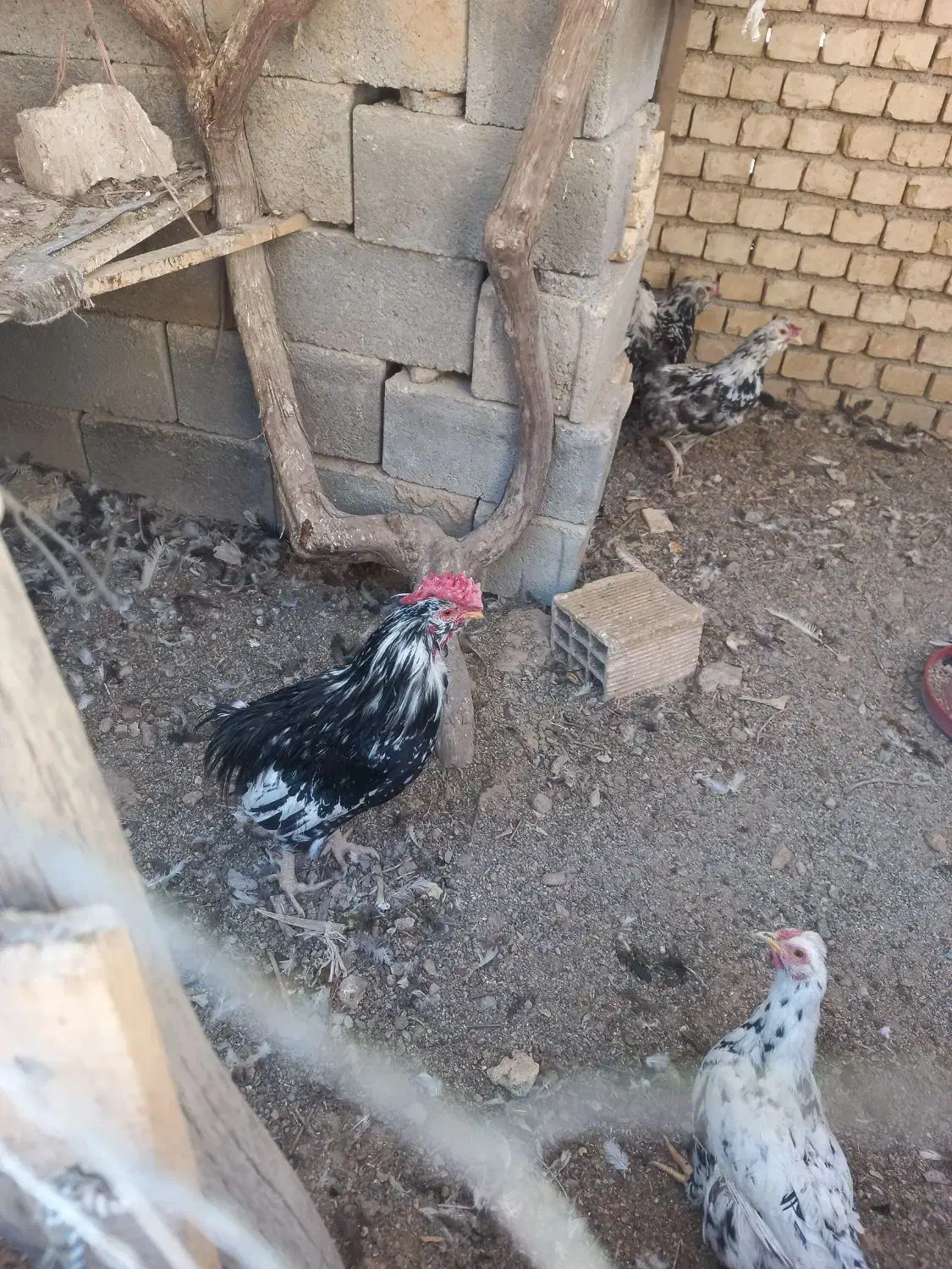 فروش خروس گلین درجه یک اصل|حیوانات مزرعه|فرخ‌شهر, |دیوار