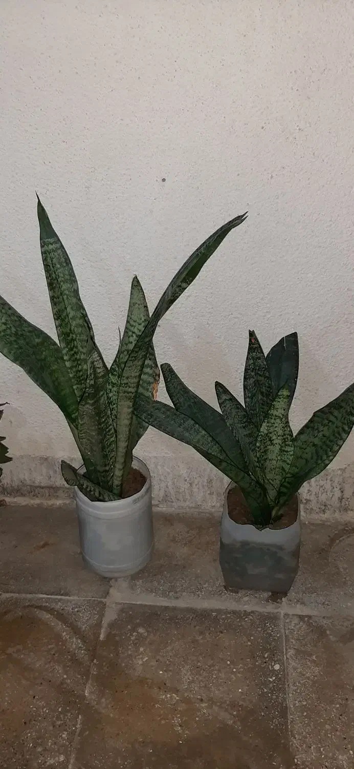 گل ذرتی|گل و گیاه طبیعی|کنارک, |دیوار