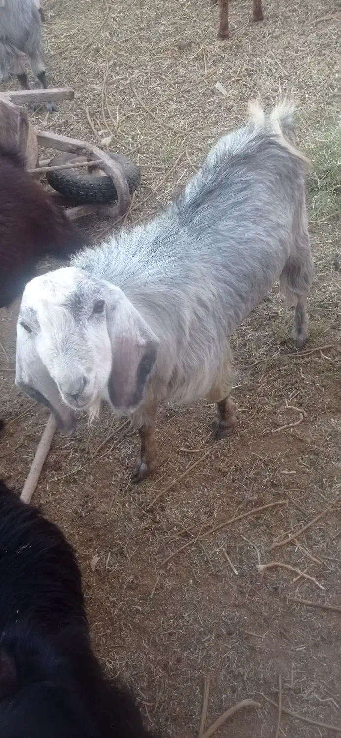 بزغاله نر چاق|حیوانات مزرعه|فردوس (خراسان), |دیوار