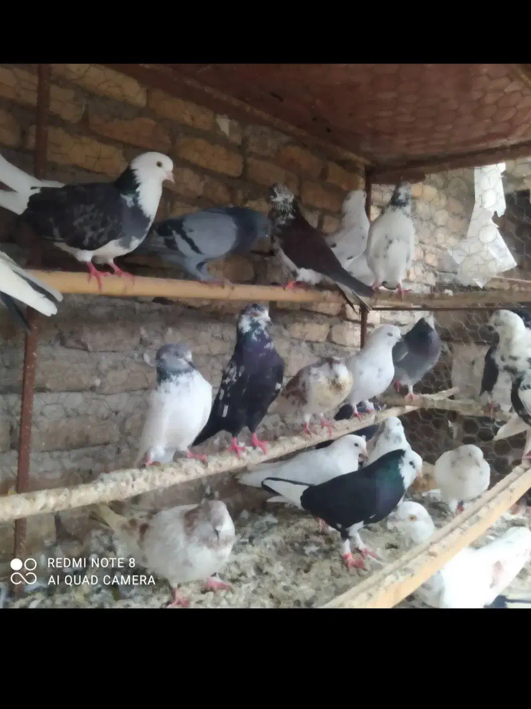 کبوتران غریب کشی بابل|پرنده|جویبار, |دیوار