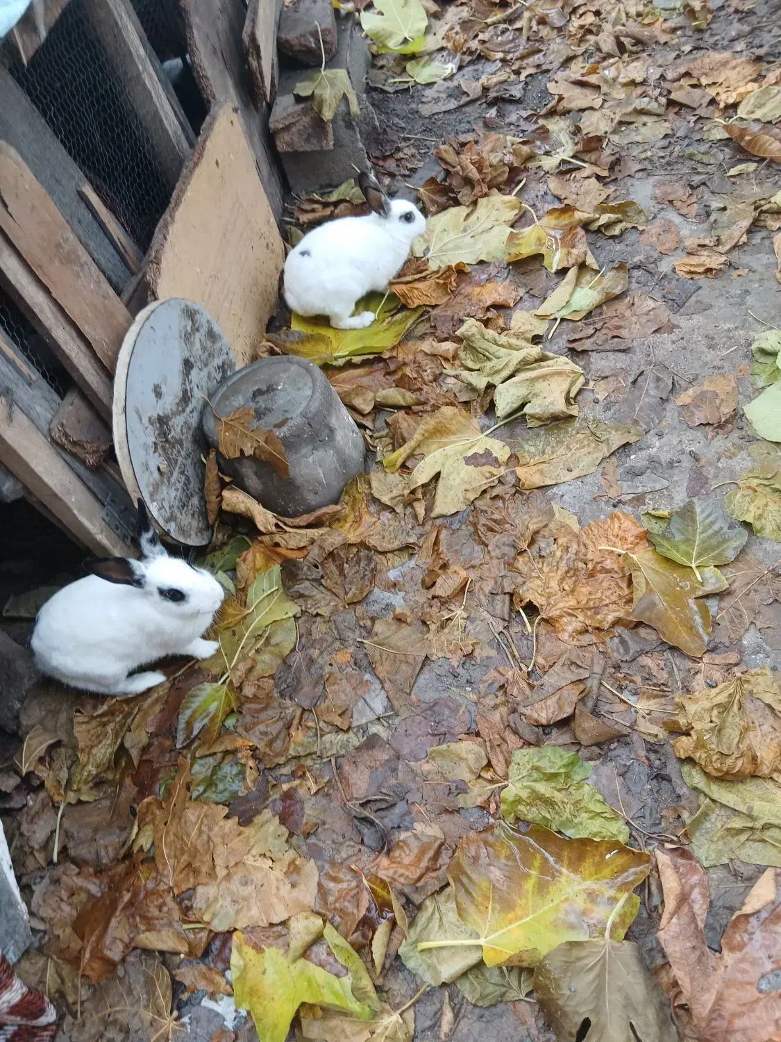 خرگوش|موش و خرگوش|بندر ترکمن, |دیوار