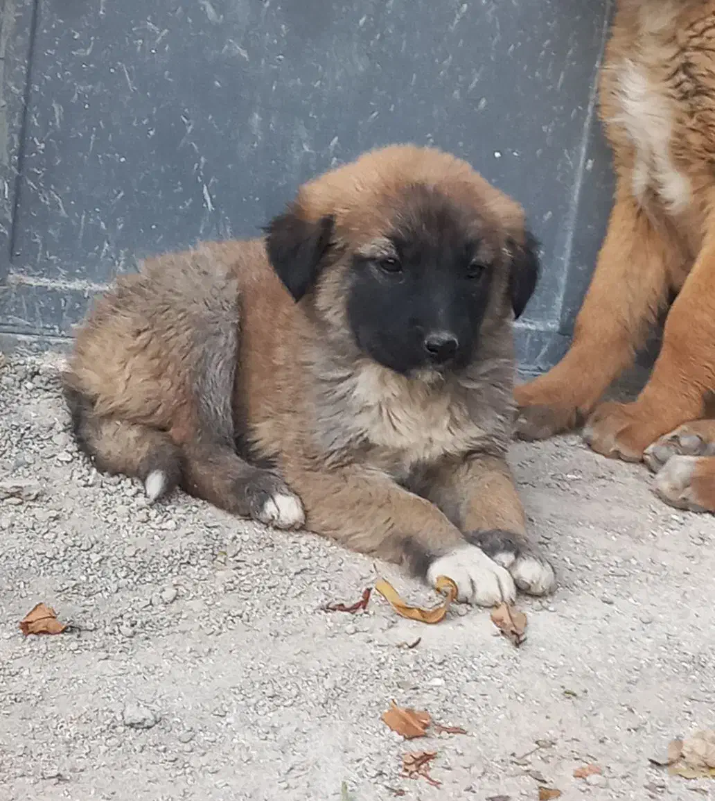 یک جفت توله سگ سرابی|سگ|مبارکه, |دیوار