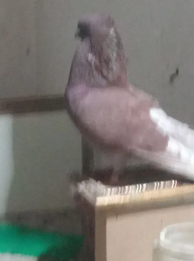 سرخ نرکاکول|پرنده|گرگان, |دیوار