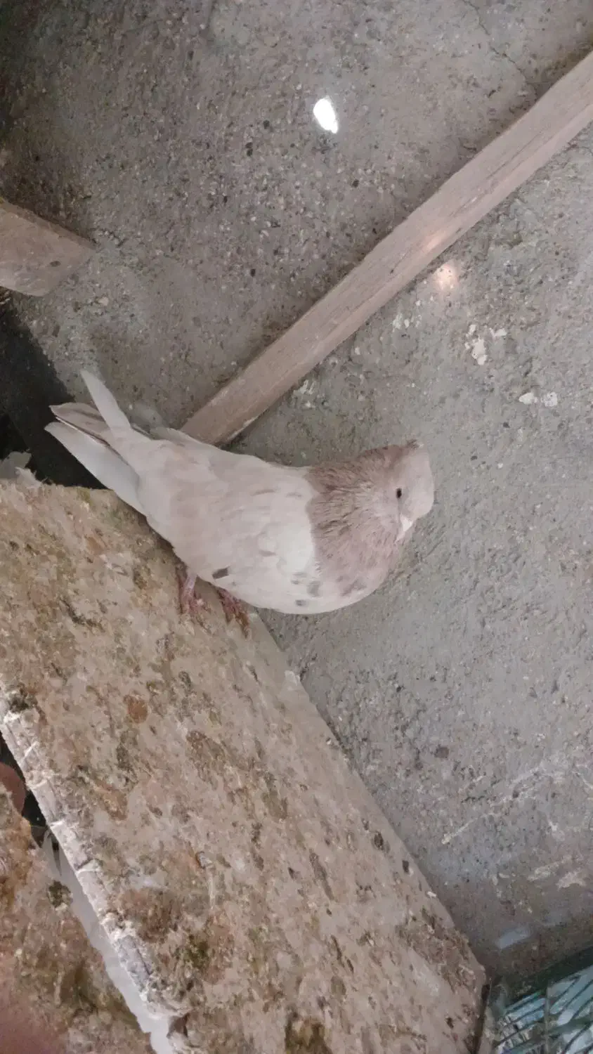 البخش|پرنده|کبودرآهنگ, |دیوار