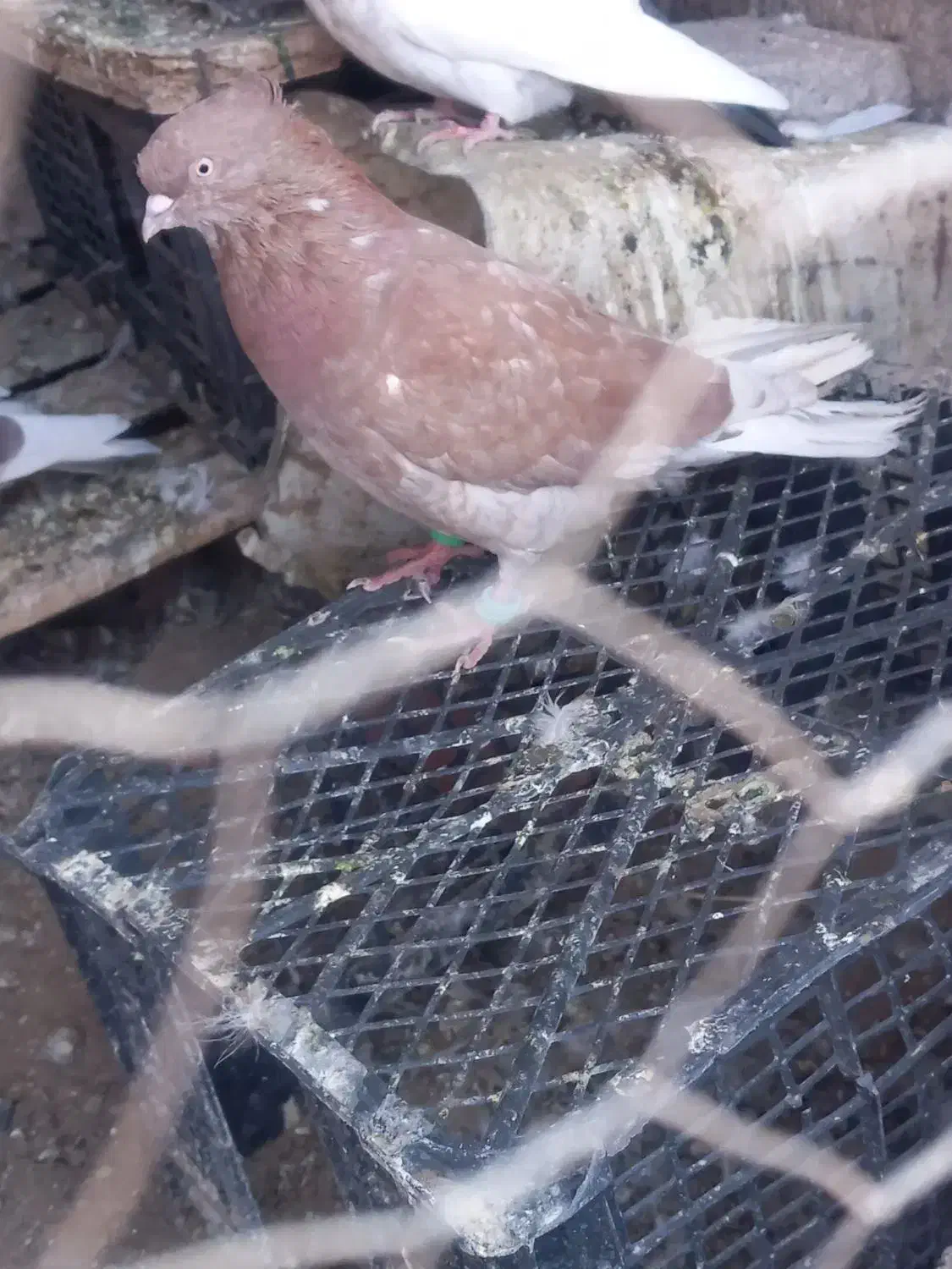 معاوضه|پرنده|نرماشیر, |دیوار