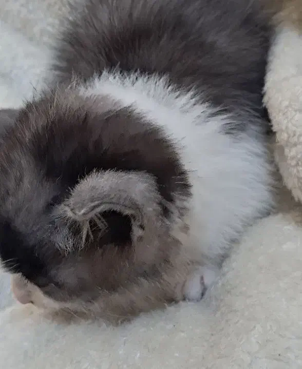 گربه کیوت|گربه|بجنورد, |دیوار